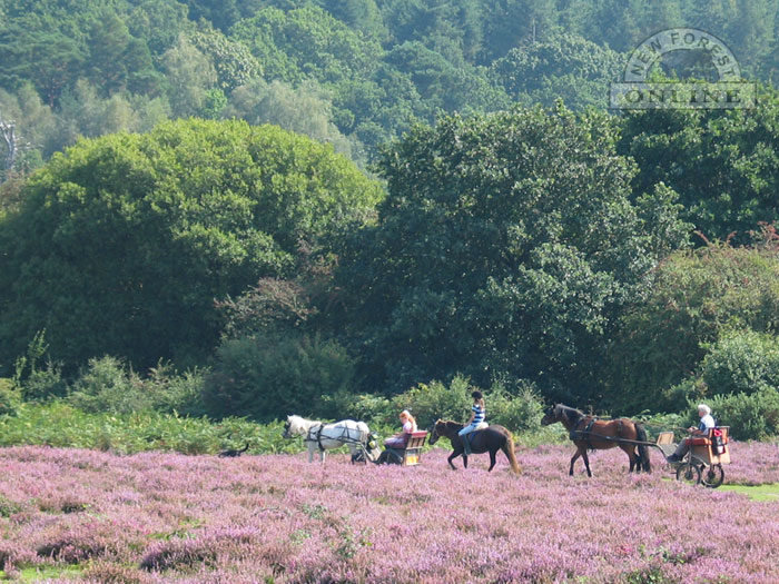 Horseriding in the New Forest