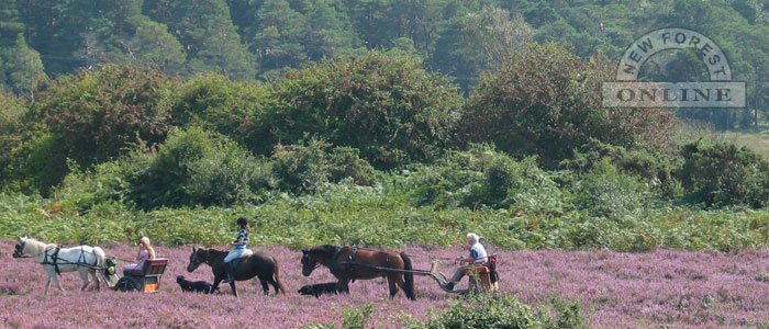 New Forest Horseriding