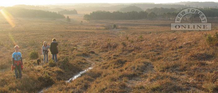 New Forest Walking