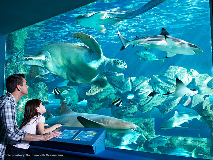 Bournemouth Oceanarium Crystal-clear waters