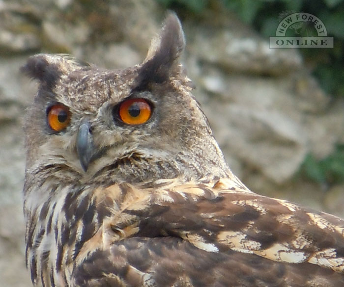Hypnotic owl eyes at Liberty's Owl, Raptor and Reptile Centre