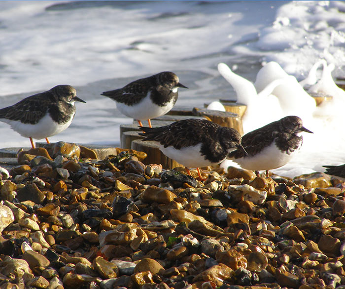 Lepe Beach