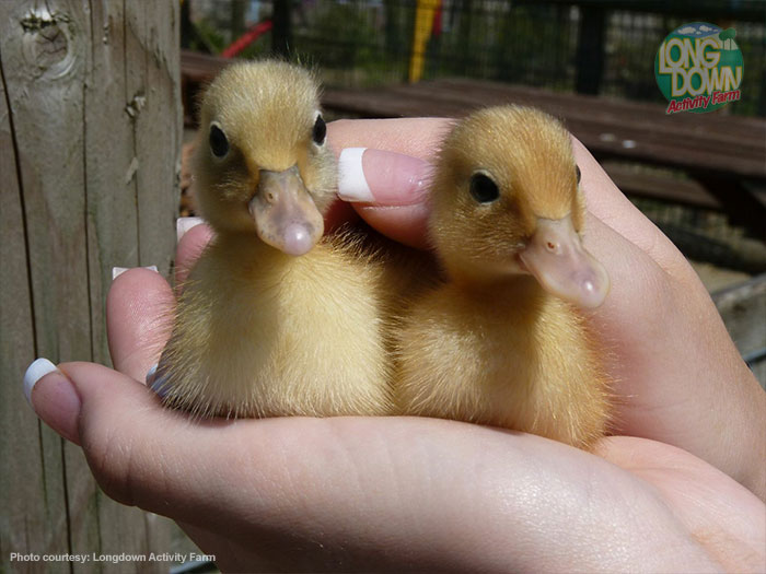 Little ducklings at Longdown