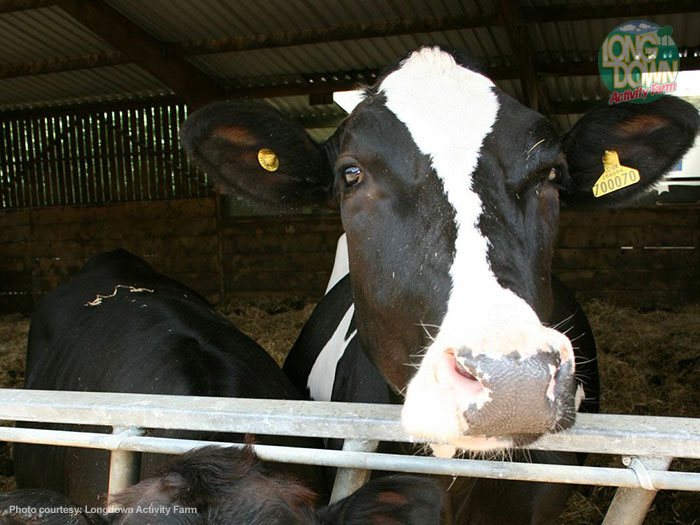 Cows at Longdown Activity Farm
