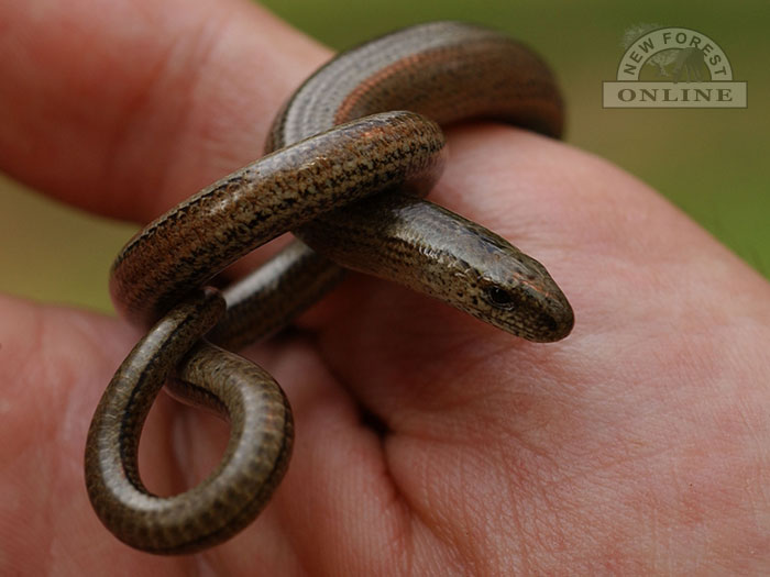 Grass snake at the New Forest Reptile Centre