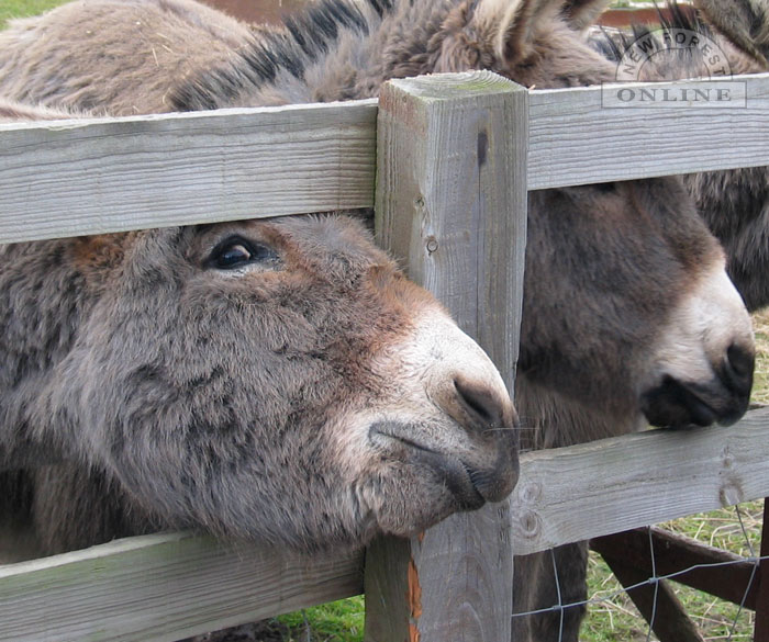 Donkeys at Sammy Miller's Museum