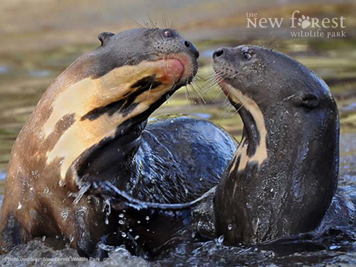 Asian short-clawed otters at play at the New Forest Wildlife Park