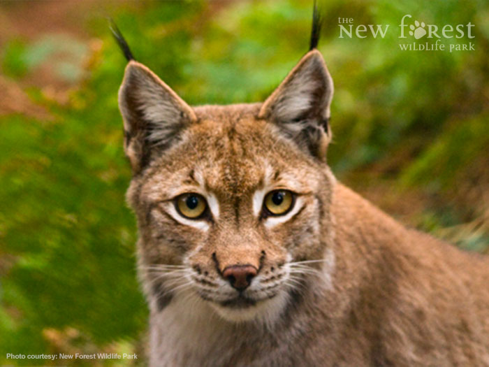 Lynx at the New Forest Wildlife Park