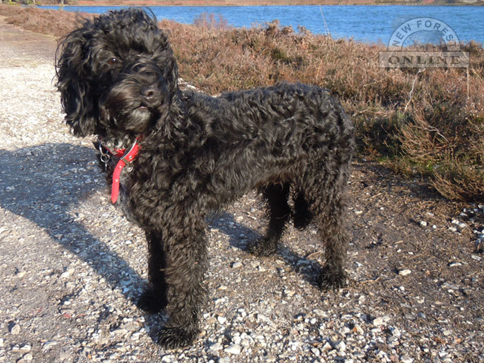 Dog walking in the New Forest - by Hatchet Pond