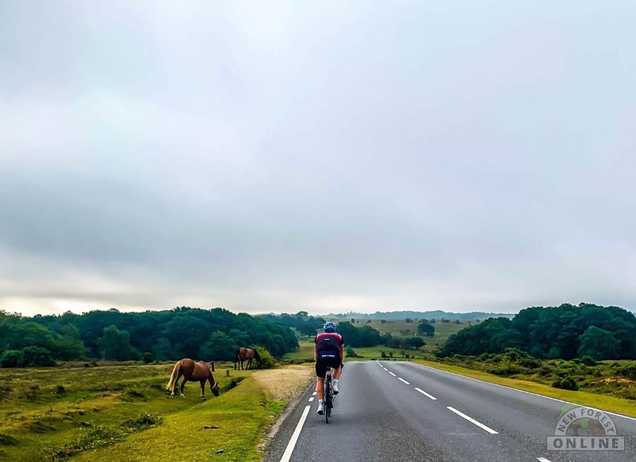Cyclist in the New Forest