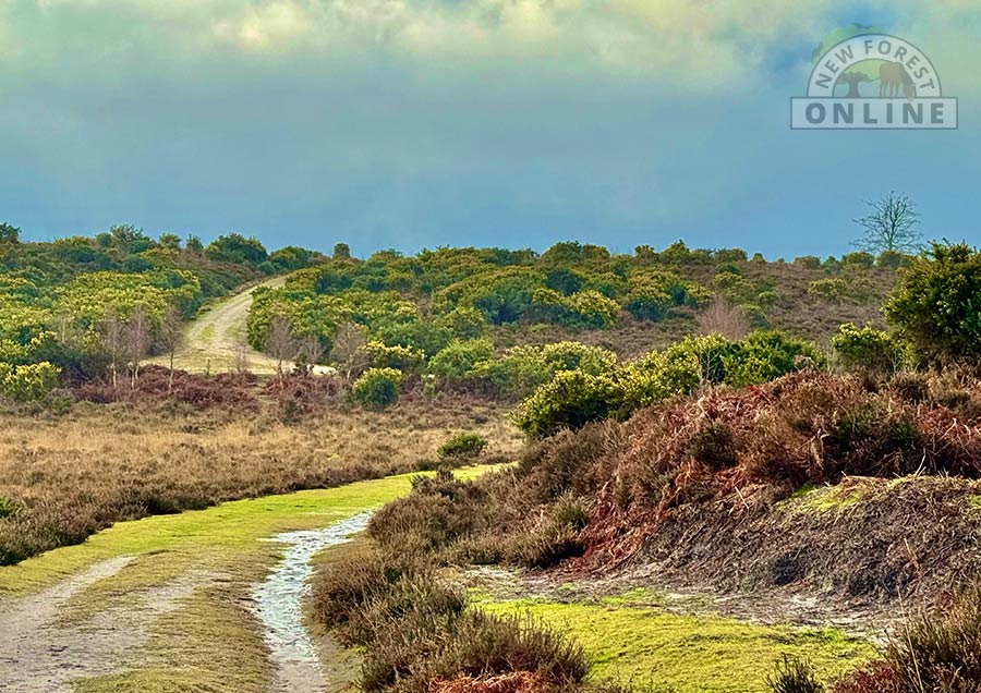 The New Forest The New Forest
