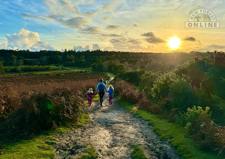 Walking in the New Forest